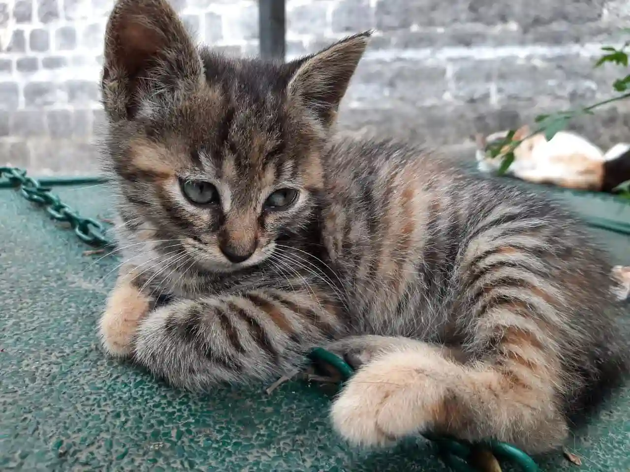 seductive cat of the day